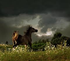 Stallion in the Storm courtesy www.chickensmoothie.com